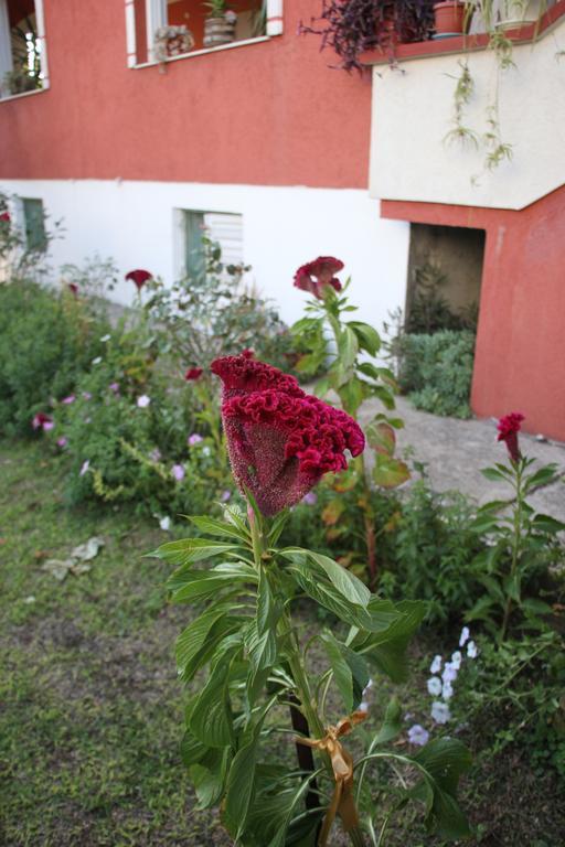 Alvanita Apartments Ulcinj Exterior photo